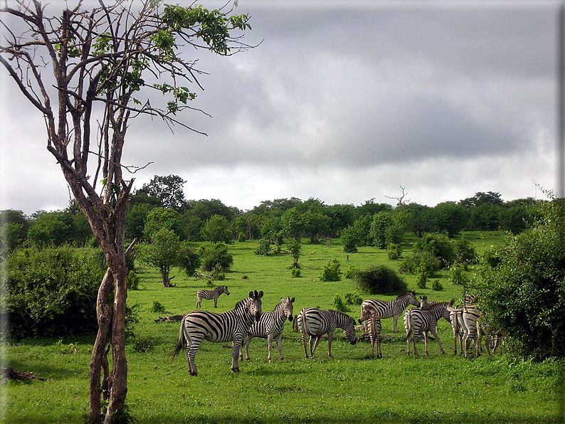 foto Parco nazionale del Chobe